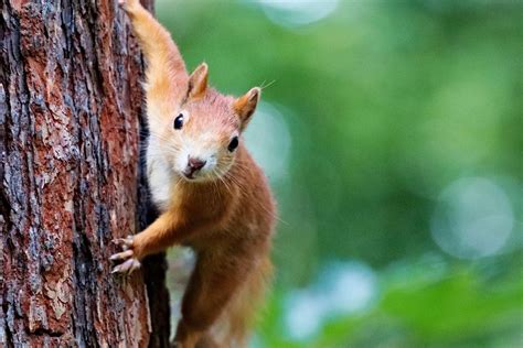 Krafttier Eichhörnchen: Die Bedeutung Hinter Dem .